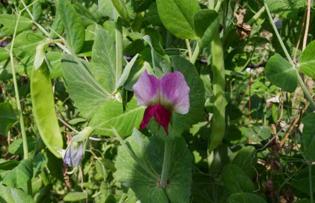 碗豆种子价钱及种植办法