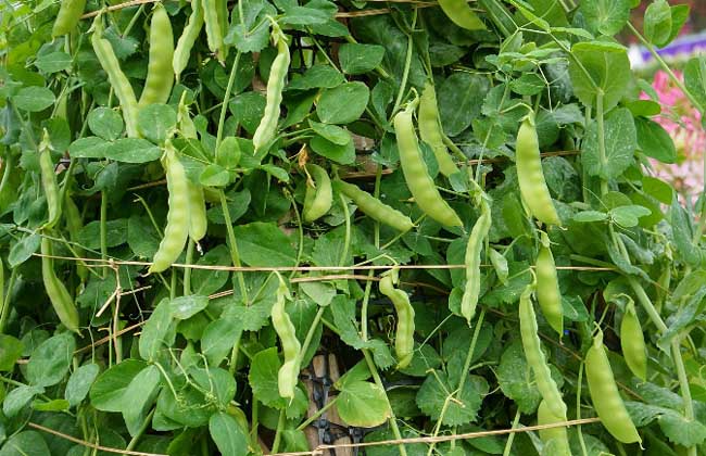 碗豆种子价钱及种植办法