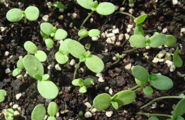 茼蒿种子价钱及种植办法