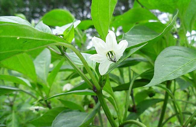 辣椒种子价钱及种植办法