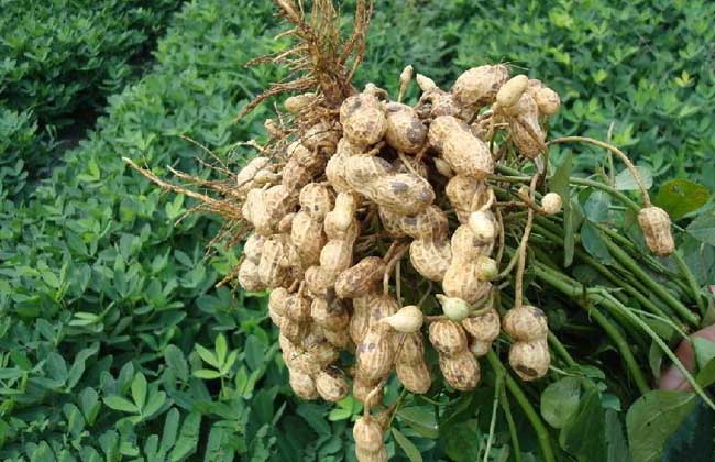 花生种子价钱及种植办法