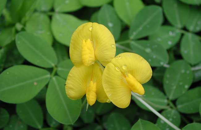 花生种子价钱及种植办法