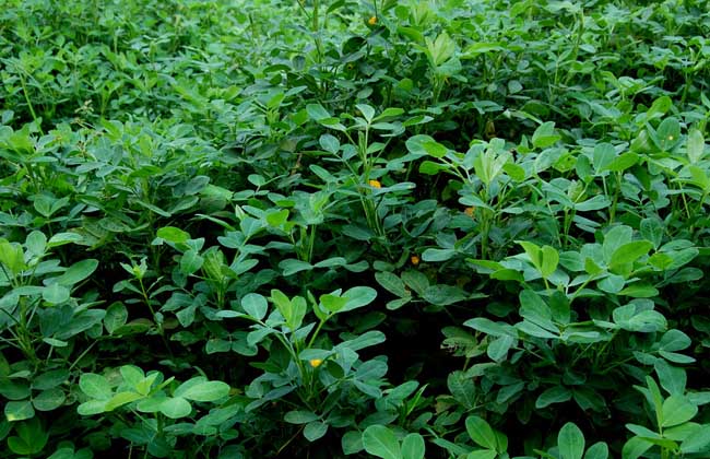 花生种子价钱及种植办法