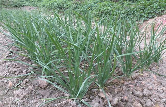 韭菜种子价钱及种植办法