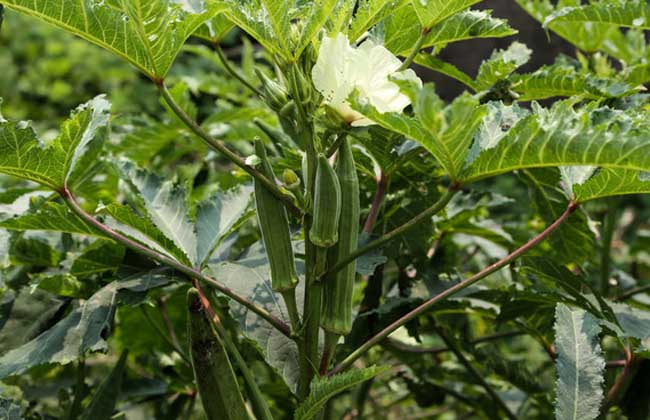 秋葵种子价钱及种植办法