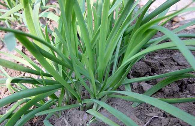 韭菜种子价钱及种植办法