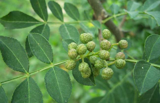 花椒种子价钱及种植办法