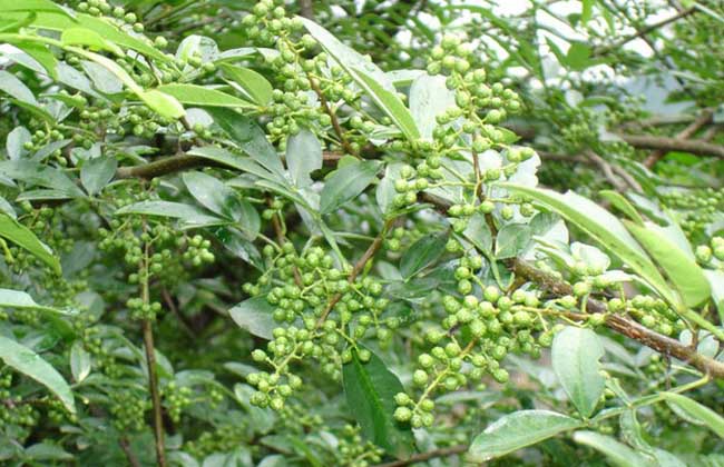 花椒种子价钱及种植办法