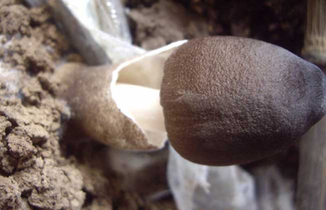 草菇菌种价钱及种植办法
