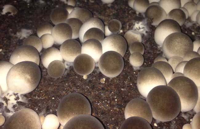 草菇菌种价钱及种植办法