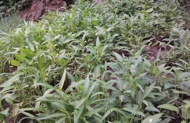 空心菜种子价钱及种植办法