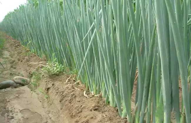 大葱种子价钱及种植办法
