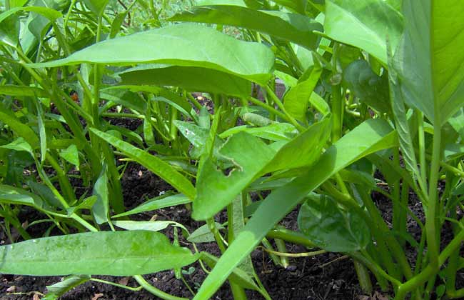 空心菜种子价钱及种植办法