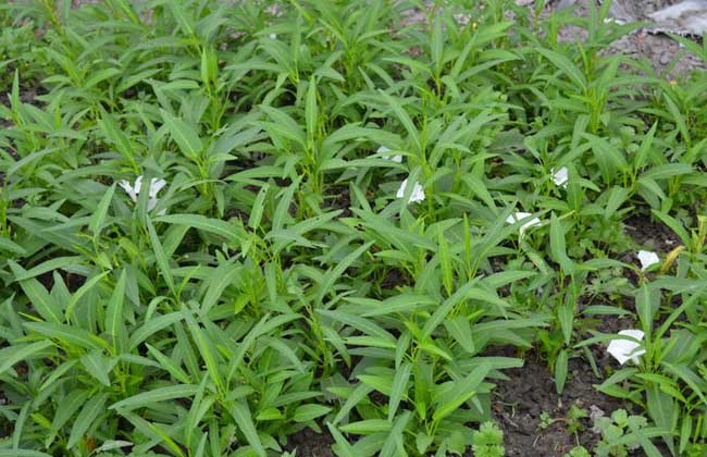 空心菜种子价钱及种植办法