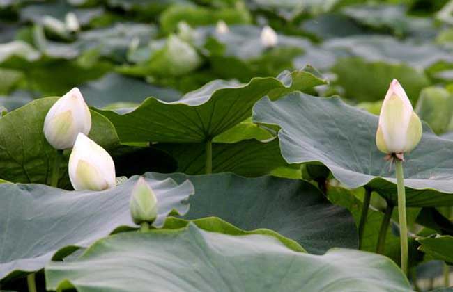 莲藕种子价钱及种植办法