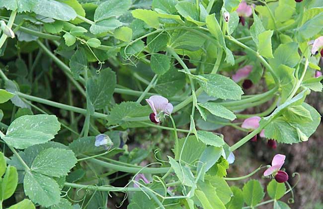 豌豆种子价钱及种植办法