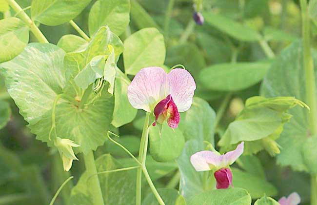 豌豆种子价钱及种植办法