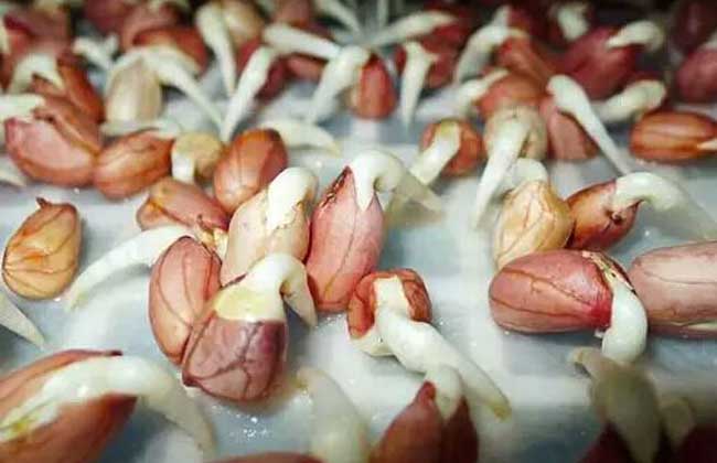 花生芽苗菜的种植办法