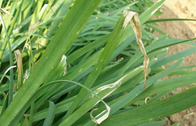 韭菜种植最简单办法