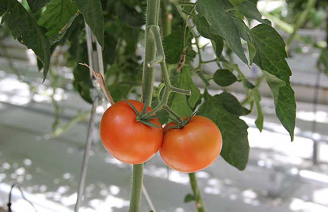 西红柿是水果還是蔬菜？