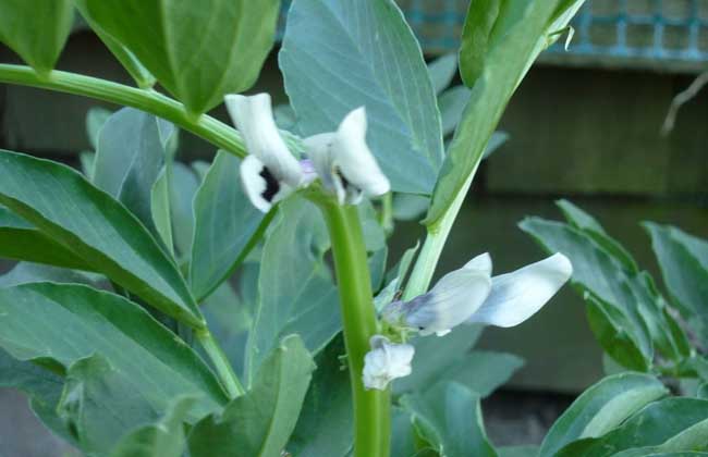 蚕豆种子价钱及种植办法