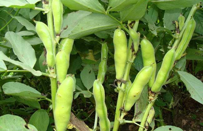 蚕豆种子价钱及种植办法