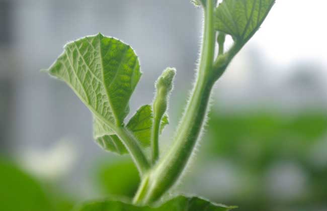 葫芦种子价钱及种植办法