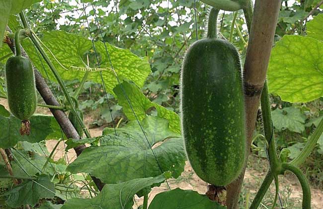 冬瓜种子价钱及种植办法