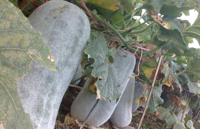 冬瓜种子价钱及种植办法