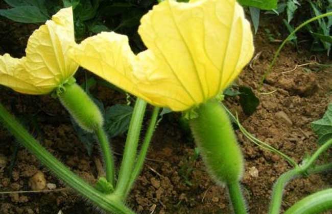 冬瓜种子价钱及种植办法