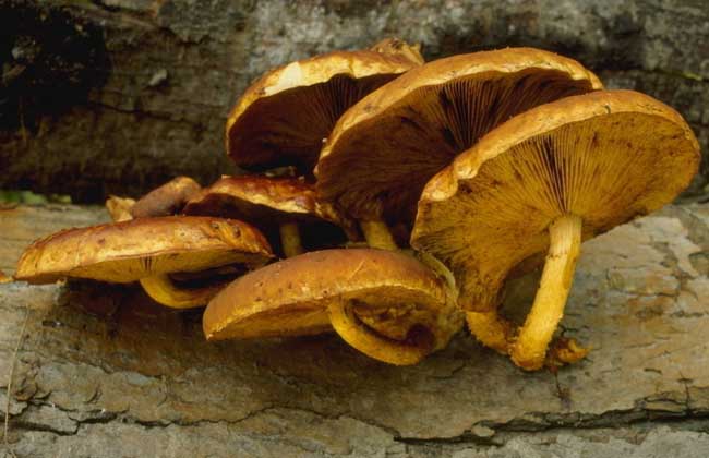野生蘑菇怎么鉴别？