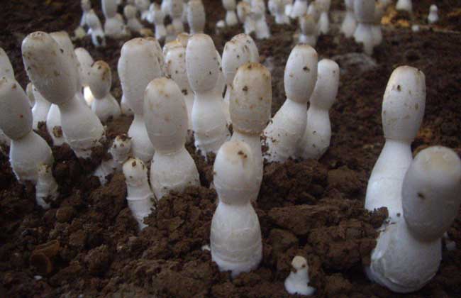 鸡腿菇高产种植技术