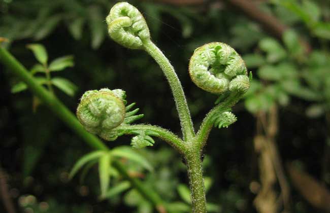 蕨菜生长在什么地方？