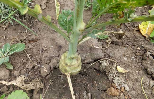 芥菜疙瘩种植技术