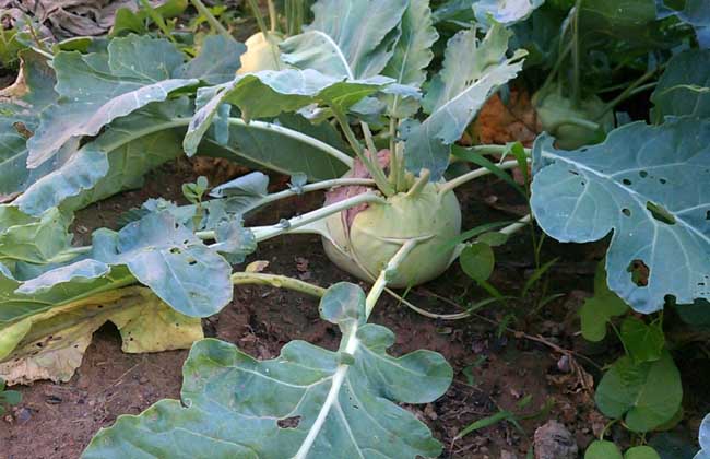 芥菜疙瘩种植技术