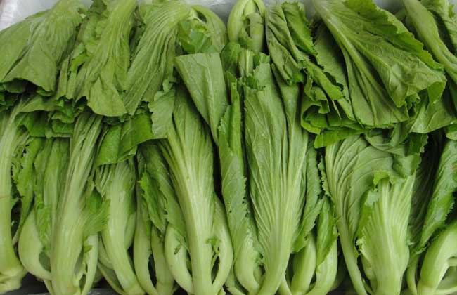 芥菜是啥菜？