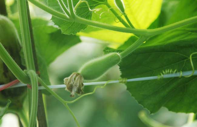 瓠瓜高产种植技术