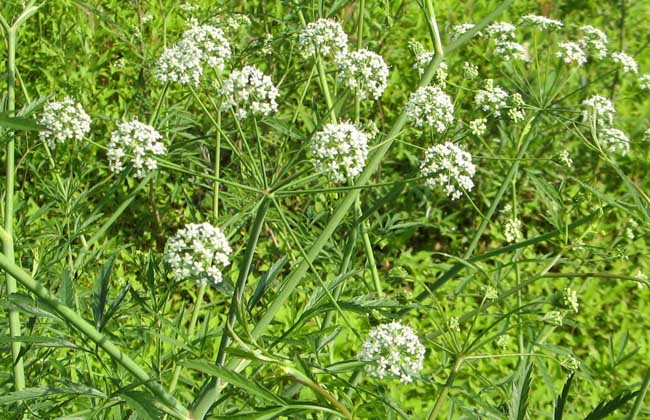 野芹菜是芹菜吗？