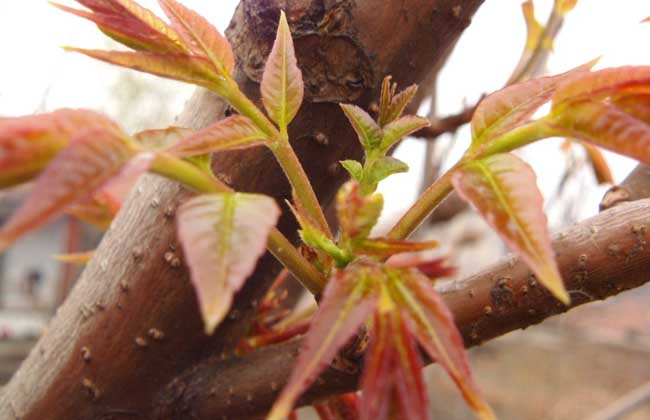 香椿芽苗菜种植技术