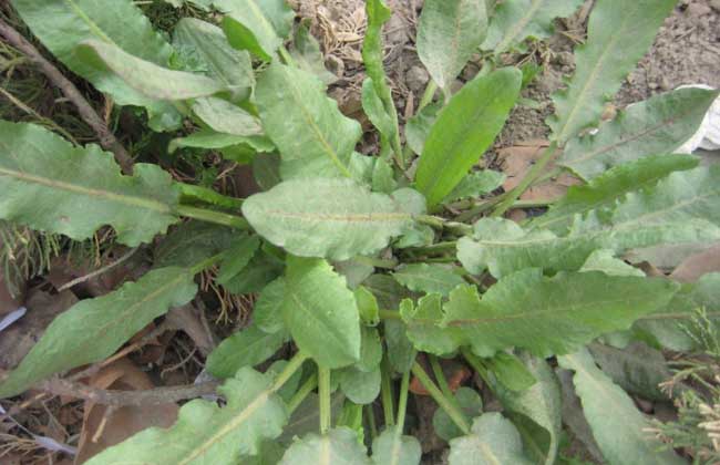 野菠菜是啥植物？