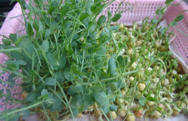 豌豆苗的种植办法