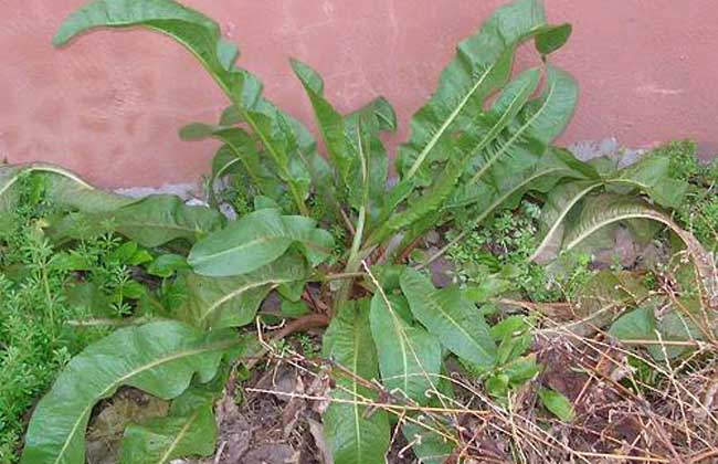 野菠菜是啥植物？