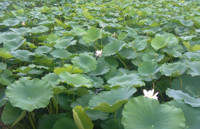 莲藕病虫害防治技术