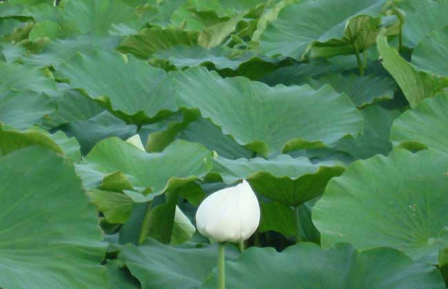 莲藕病虫害防治技术