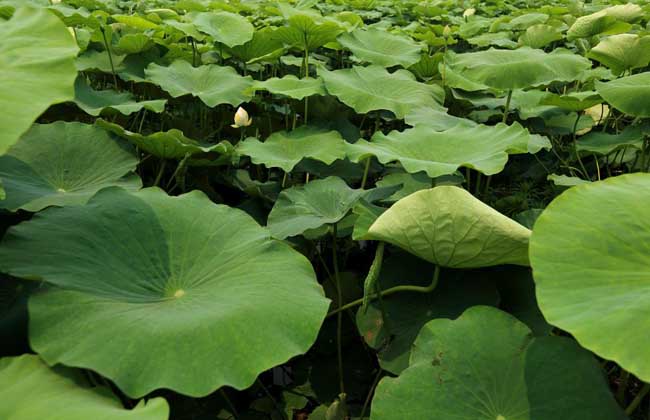 莲藕病虫害防治技术