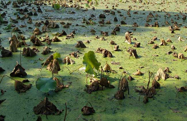 莲藕病虫害防治技术