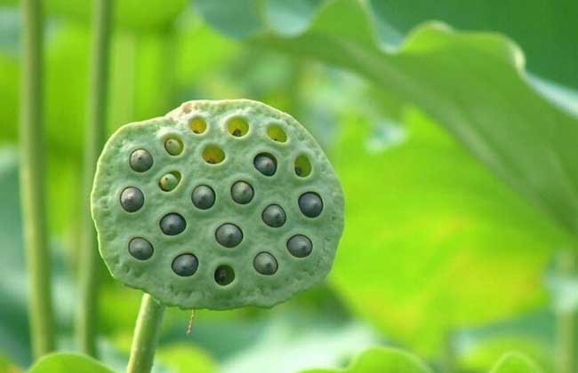 莲藕的繁殖办法