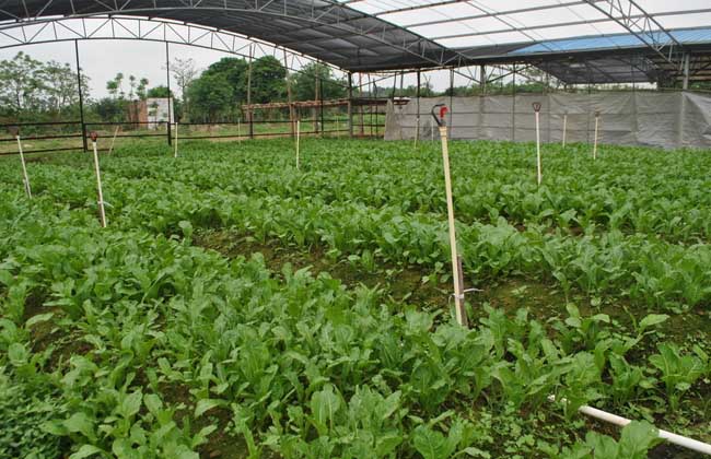 蔬菜大棚建设规范和成本