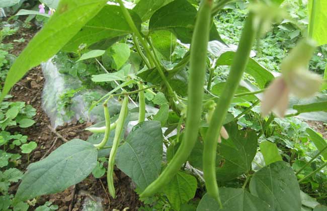 阳台种植四季豆的办法