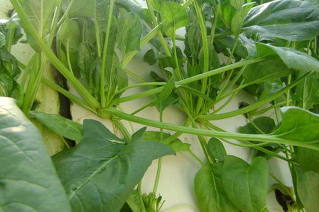菠菜经常遇见病虫害防治办法